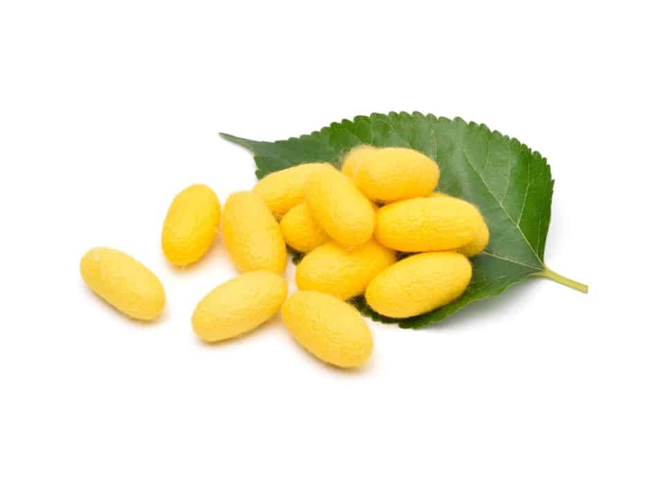 Yellow,Silkworm,Cocoons,With,Green,Mulberry,Leaf,Isolated,On,White