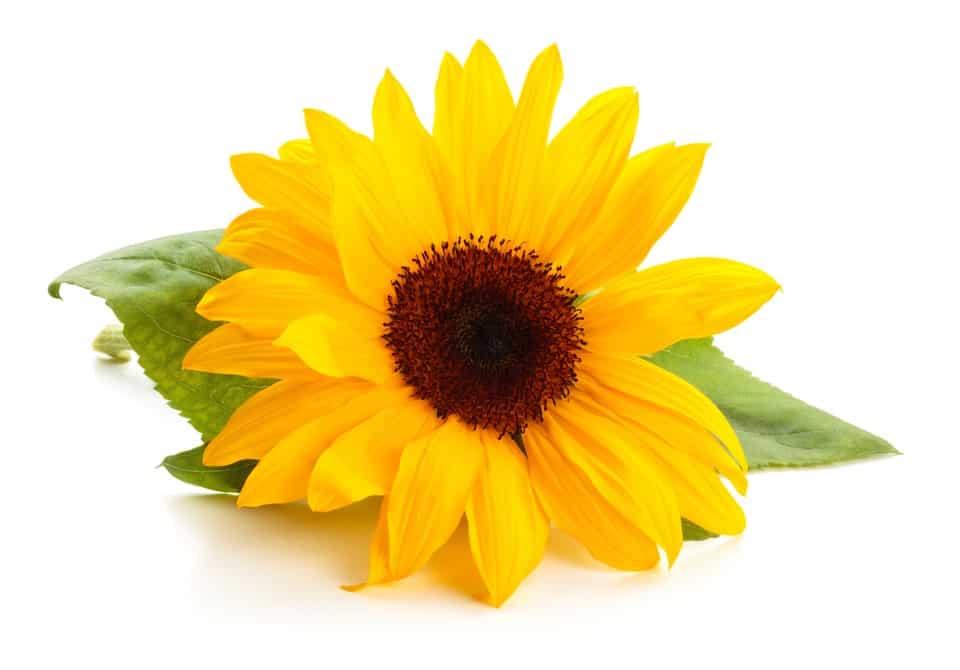 Sunflower,With,Leaves,Isolated,On,White,Background.